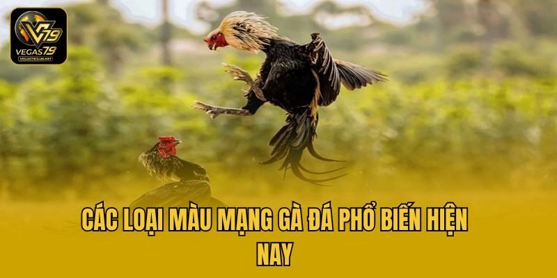 Các loại màu mạng gà đá phổ biến hiện nay