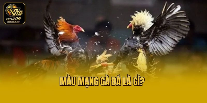 Màu mạng gà đá là gì?