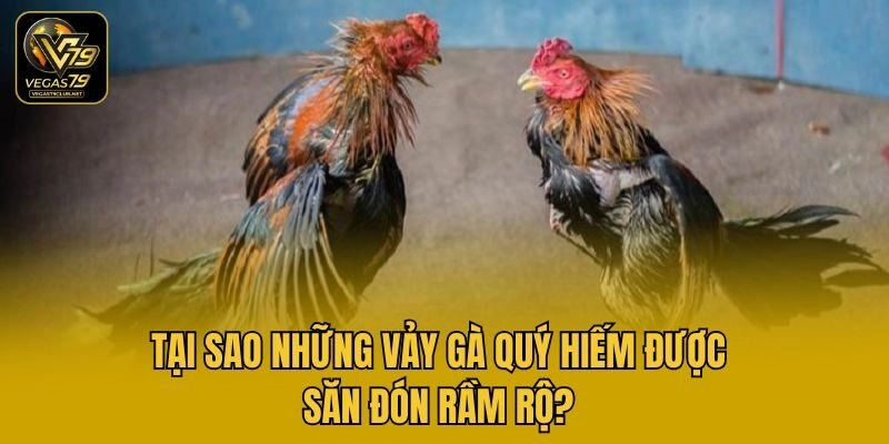 Tại sao những vảy gà quý hiếm được săn đón rầm rộ?