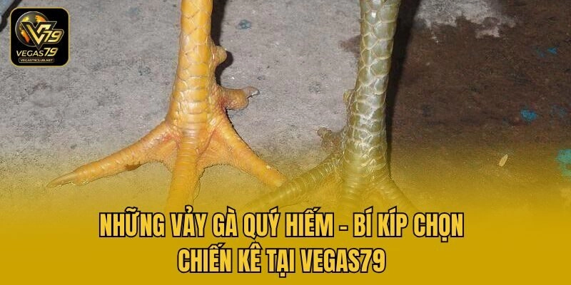 Những Vảy Gà Quý Hiếm – Bí Kíp Chọn Chiến Kê Tại Vegas79