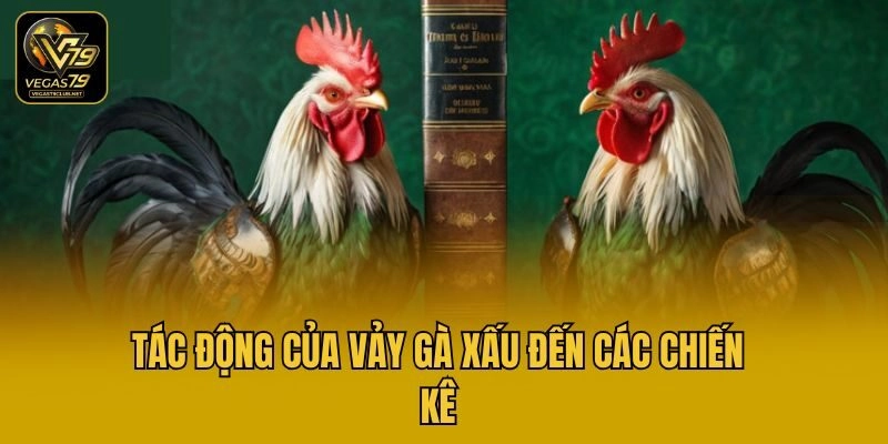 Tác động của vảy gà xấu đến các chiến kê